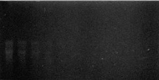 Comparison of glyoxalated RNA stained with ethidium bromide and with the SYBR&reg; Gold Nucleic Acid Gel Stain.