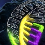 บริการปรับแต่งจีโนม (Genome Editing by CRISPR/TAL)