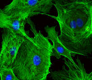 Molecular Probes Alexa Fluor
