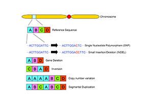 Whole genome sequencing 