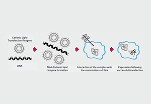 Lipofectamine™ Transfection reagent 