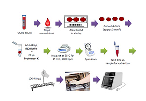 การสกัด DNA จากตัวอย่างหยดเลือดแห้งบนกระดาษกรอง
