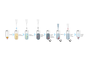 ชุดน้ำยาสกัด DNA จากตัวอย่างเลือด MagPurix Blood DNA Extraction Kit 200 (Cat. No. ZP02001)