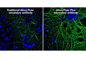 Invitrogen™ Alexa Fluor™ Plus Secondary Antibodies 