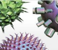 PureLink Viral RNA/DNA Mini kit