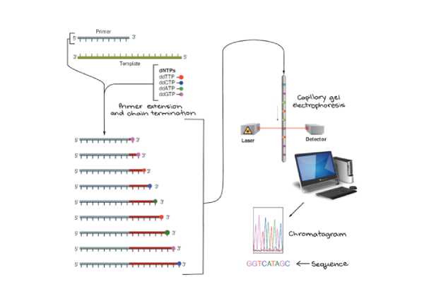 Capillary DNA sequencing (Sanger Sequencing) 