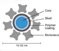 WesternDot™ Western Blotting Kits