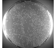 Visual Violet™ Gel kit