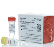 Lipofectamine® 3000 Reagent 