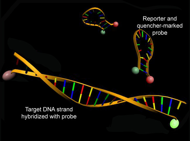 Real-time PCR technology