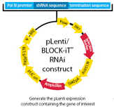 Block-iT RNAi Technologies 
