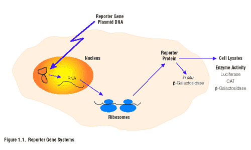 An Introduction to Transfection method
