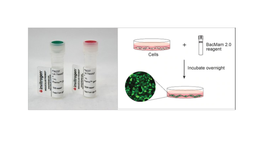 Invitrogen™ Premo™ FUCCI Cell Cycle Sensor (BacMam 2.0)