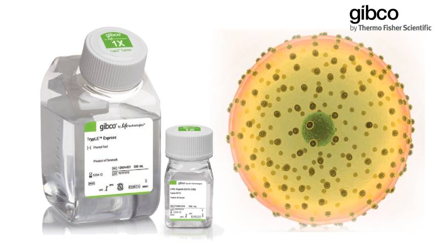 Gibco™ TrypLE Express & TrypLE Select Cell Dissociation Reagents