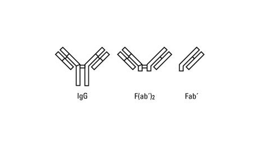 ความแตกต่างระหว่าง Whole Antibody และ Fragments Antibody ของ Secondary Antibody