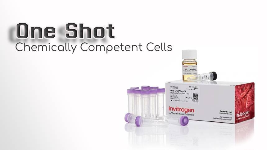 One Shot Chemically Competent Cells 