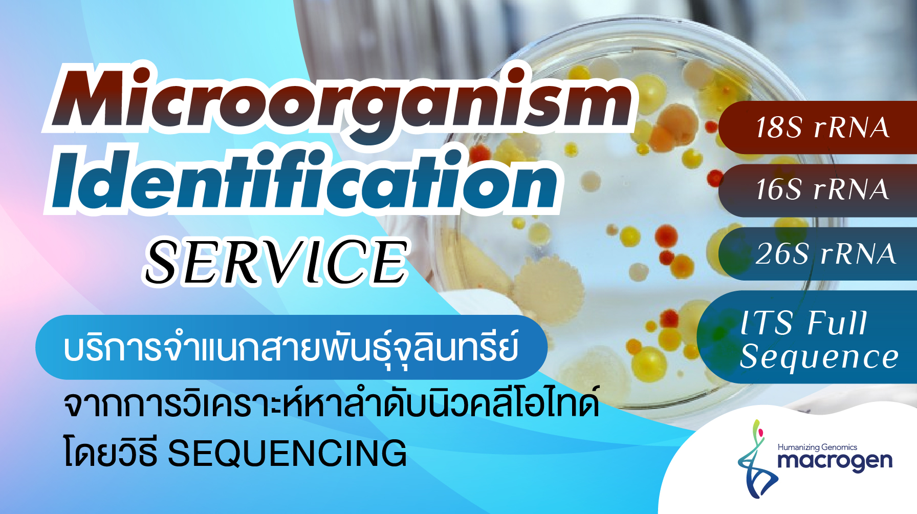 Microorganism identification service: 16S/18S/26S rRNA and ITS region