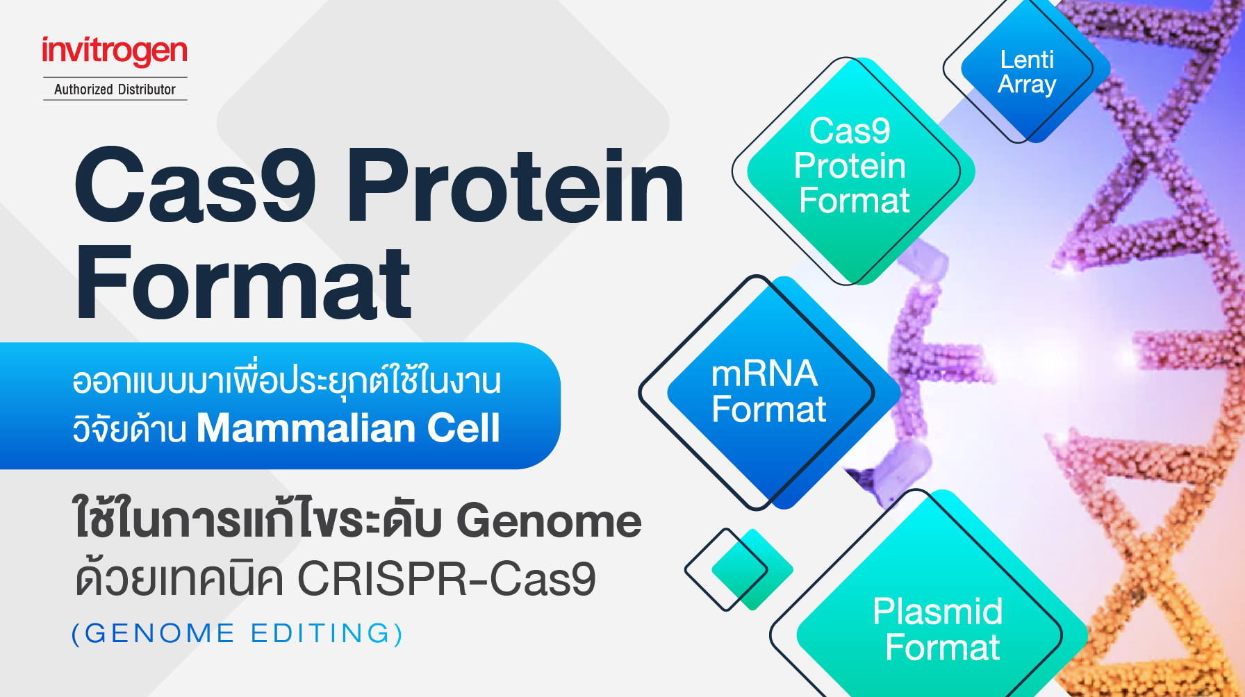Genome Editing by Cas9 protein format