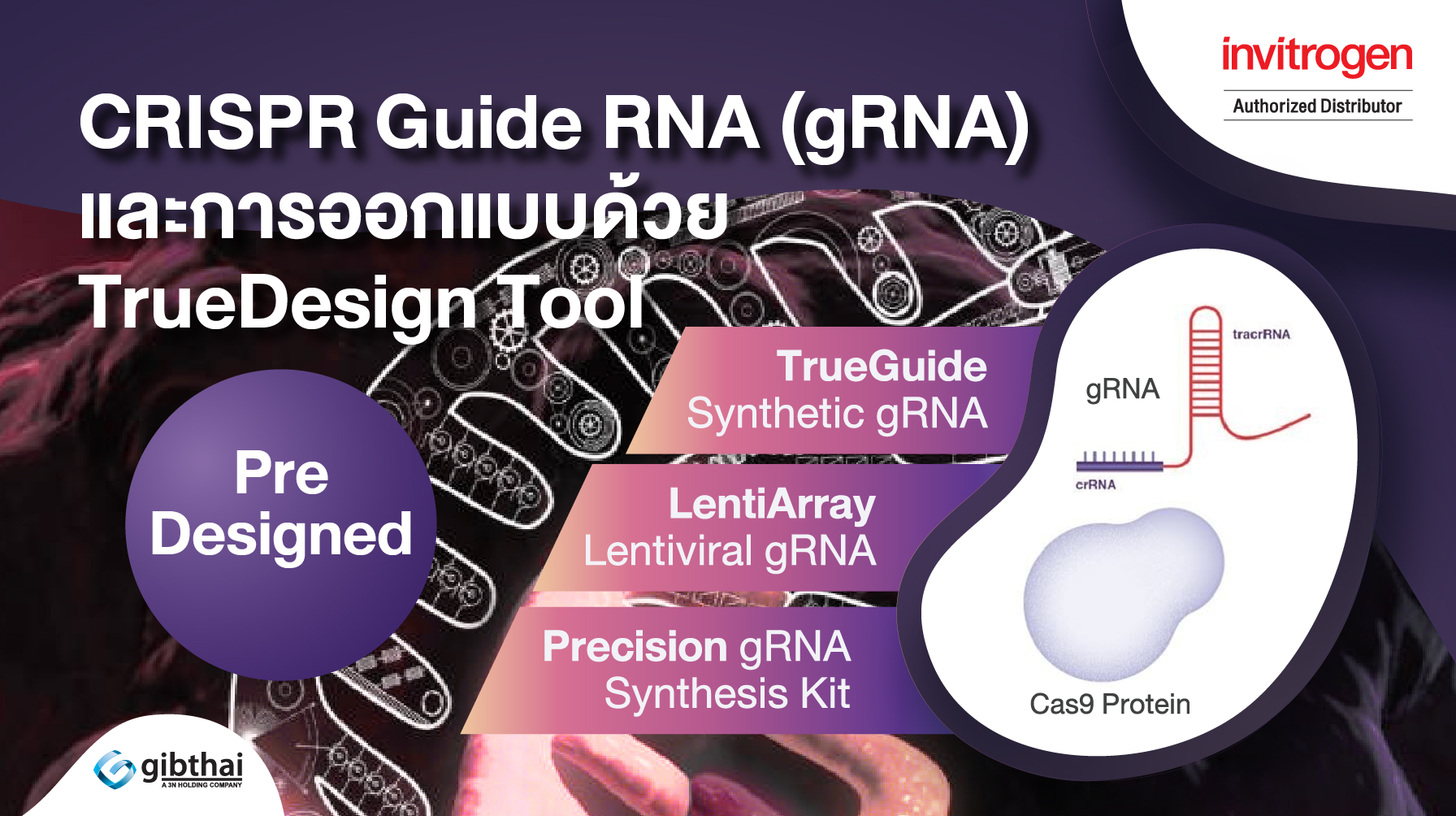 รูปแบบของ CRISPR guide RNA (gRNA) และการออกแบบด้วย TrueDesign tool