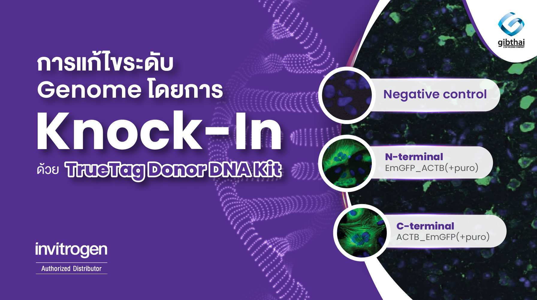 การแก้ไขระดับ genome ด้วยการ Knock-In และติดตามโดยสี fluorescence