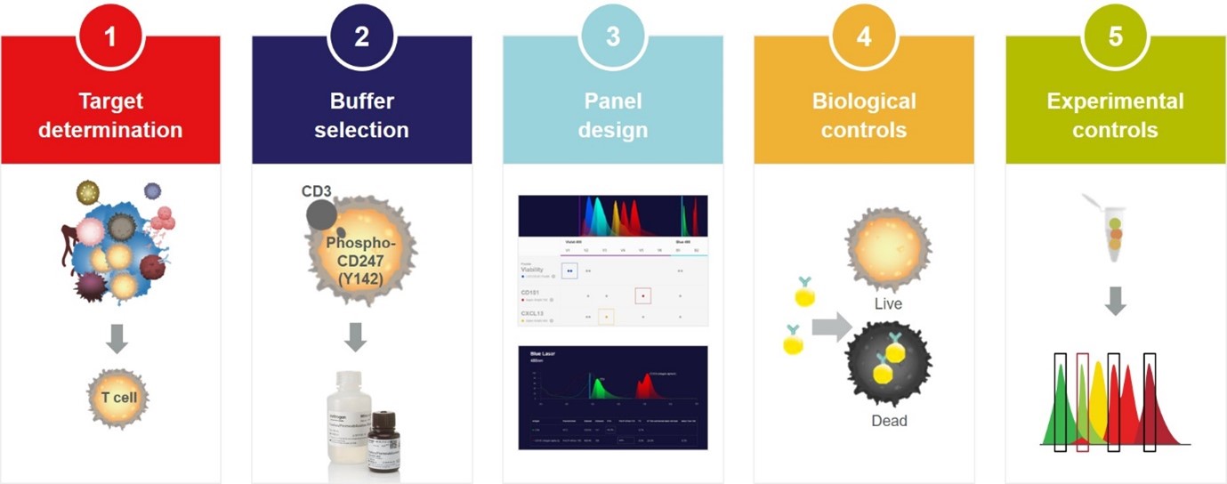 5 ขั้นตอนง่ายๆ สำหรับการย้อมสีโมเลกุลหรือโปรตีนภายในเซลล์ เพื่อวิเคราะห์ด้วยเทคนิค Flow Cytometry (5 Steps to Intracellular Flow Cytometry)