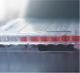 ประเภทของการเพาะเลี้ยงเซลล์แบบสามมิติ มีประเภทใดบ้าง?