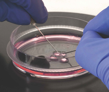 5 ขั้นตอนสำหรับการเลี้ยงเซลล์แบบ 3 มิติ