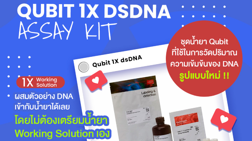 Qubit 1X Assay Format, Ready for DNA Quantification Detection 