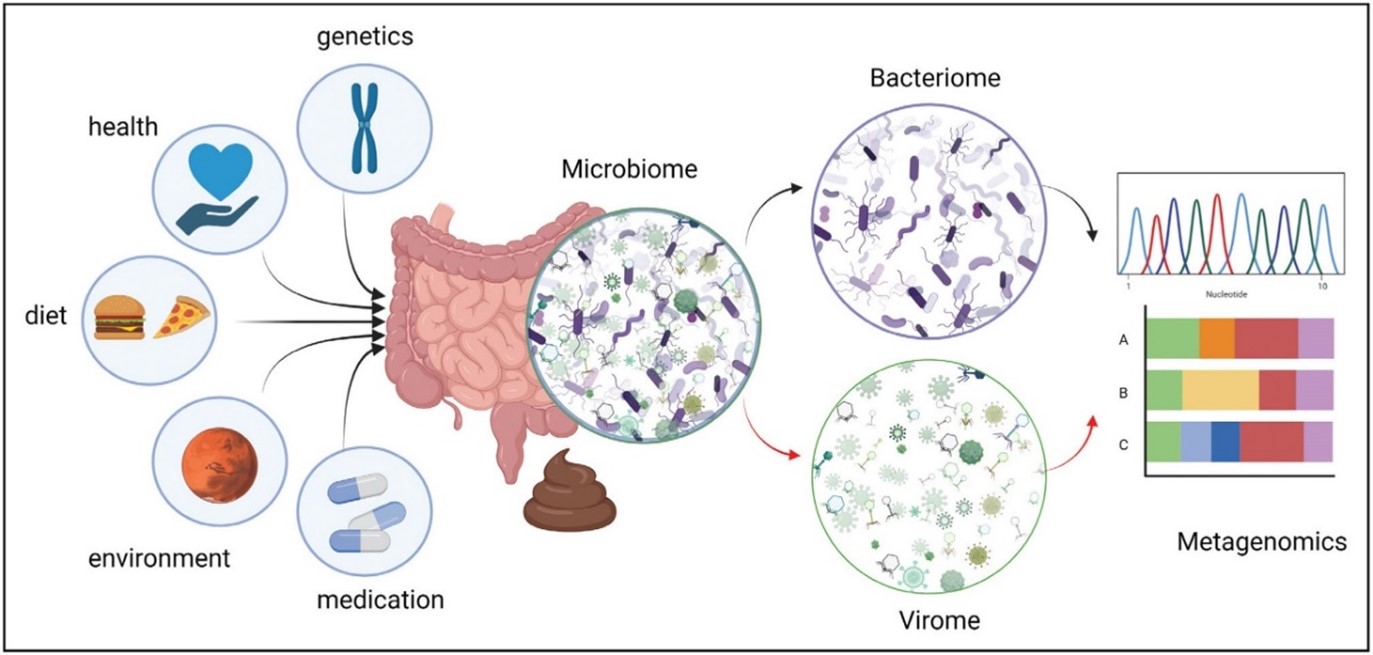 ไวรัสในลำไส้มีความเกี่ยวข้องกับสุขภาพอย่างไร