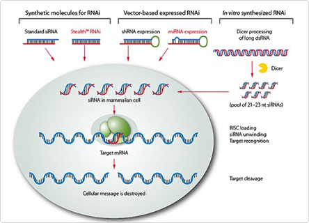 RNA interference and applications