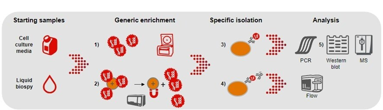 เทคนิคการแยก Exosome (Exosome Isolation) เพื่อนำไปใช้ในงานวิจัย