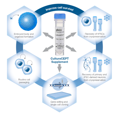 CultureCEPT™ Supplement: ตัวช่วยในการลดความเครียดภายในเซลล์ และรักษาความมีชีวิตรอดของเซลล์ในหลากหลาย Application