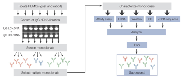 Superclonal Recombinant Secondary Antibodies: เทคโนโลยีของการผลิต Secondary Antibodies ที่ถูกออกแบบมาเพื่อให้การตรวจจับอย่างแม่นยำ