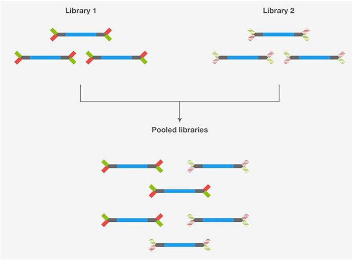 เทคนิคการซ่อมแซมปลายและการเชื่อมต่ออะแดปเตอร์ของสาย DNA สำหรับการเตรียมไลบรารีในการหาลำดับสารพันธุกรรม (NGS)