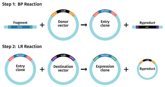 เทคนิคการโคลนนิ่งแบบ Gateway Cloning