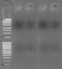 คู่มือการแก้ไขปัญหา PCR (PCR Troubleshooting Guide)