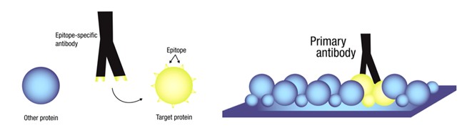 การเลือกใช้ Antibody ในงาน Western blotting