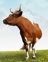 เพิ่มประสิทธิภาพการปรับปรุงพันธุ์โคด้วย Axiom™ Bovine Genotyping Array