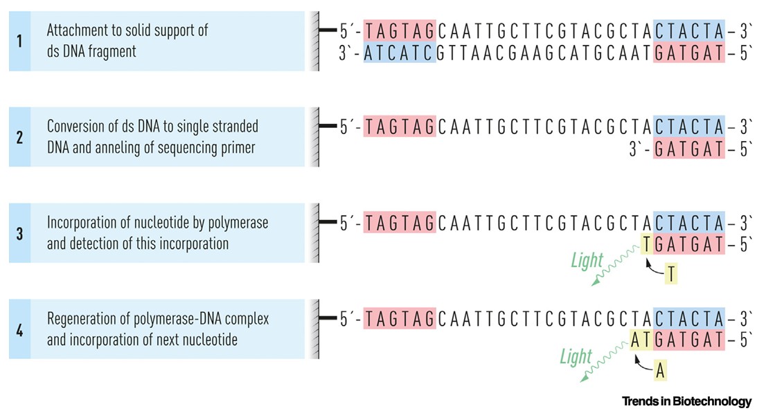 หลักการทำงานของ NGS sequencer: Sequencing by Synthesis