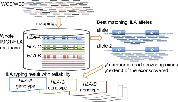 การประยุกต์ใช้ Next-Generation Sequencing (NGS) ในการตรวจความหลากหลายของยีน HLA