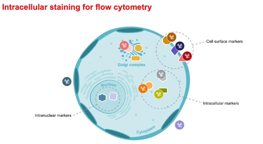 เตรียมเซลล์อย่างไรสำหรับการตรวจวัดโปรตีนภายในเซลล์ (Intracellular Staining) ด้วยเทคนิค Flow Cytometry