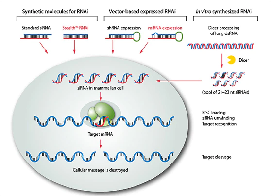 คำถามที่พบบ่อย (FAQs) เกี่ยวกับเรื่อง RNA interference (RNAi)