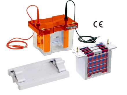 การวิเคราะห์หาโปรตีนโดยเทคนิค Western Blot