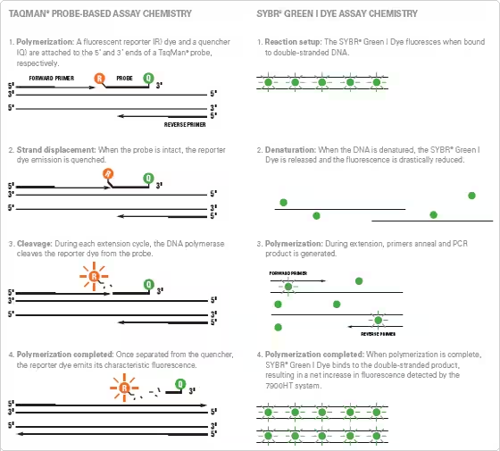 FAQs: การเลือกใช้ระบบ TaqMan Probe หรือ SYBR Chemistry ในงาน Real-time PCR
